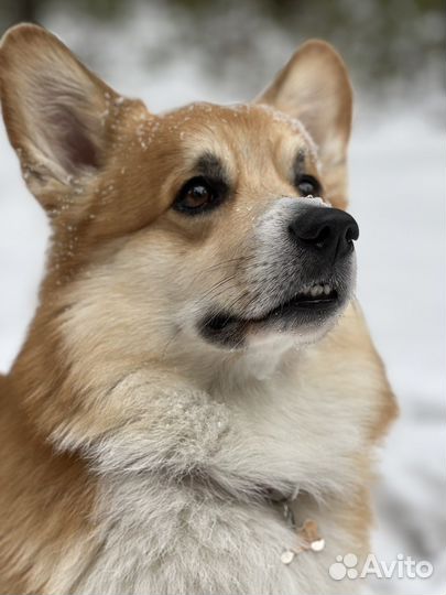 Вельш-корги пемброк