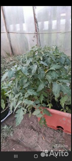 Рассада томата и перца