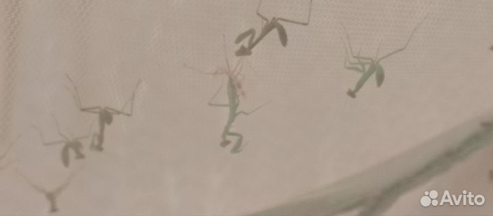 Богомол маленький