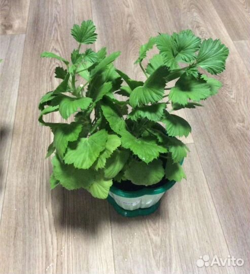 Пеларгония