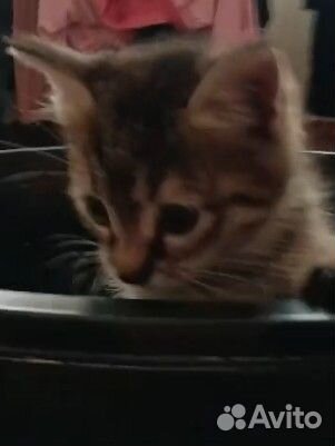 Полосатый котенок