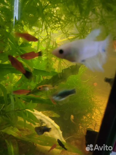 Аквариумные сомы, улитки, растения, креветки