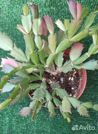 Декабрист зигокактус Шлюмбергера