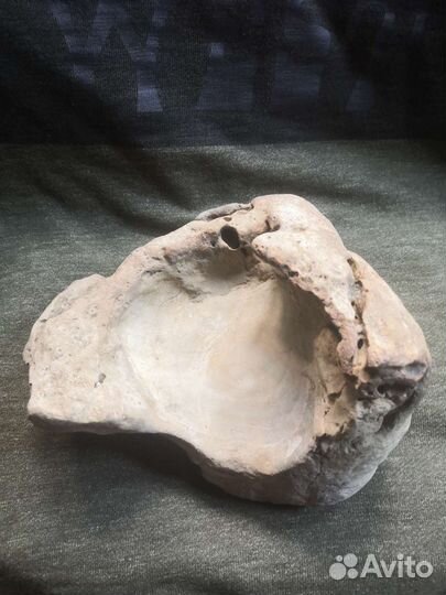 Кость Юрского периода