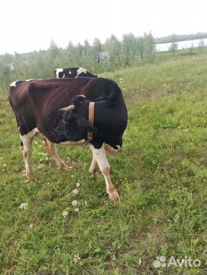 Айширская корова