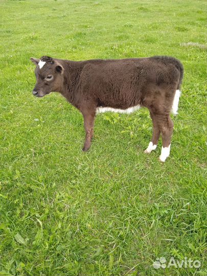 Телята телочки