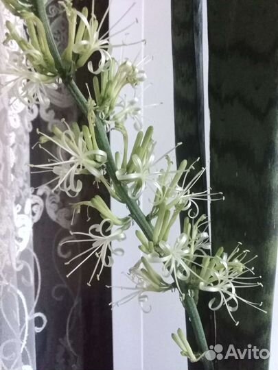 Сансевиерия