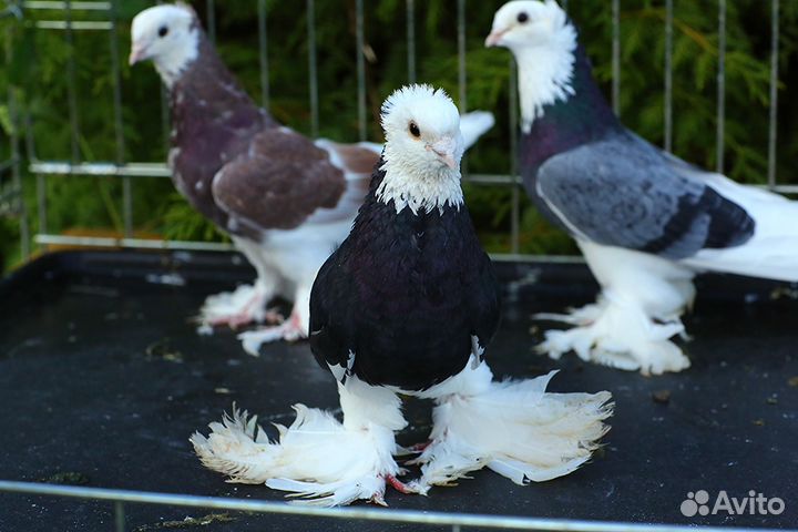 Голуби акуши