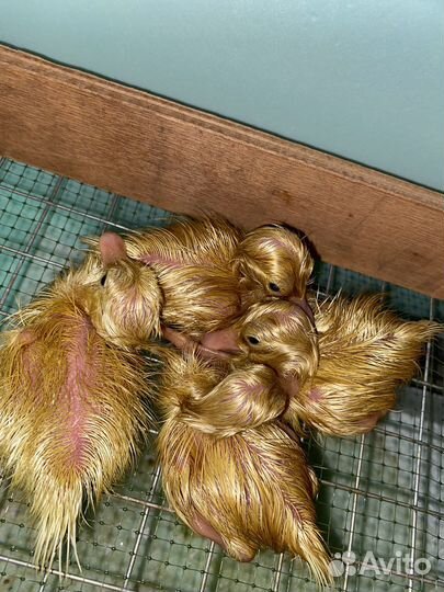 Суточные утята