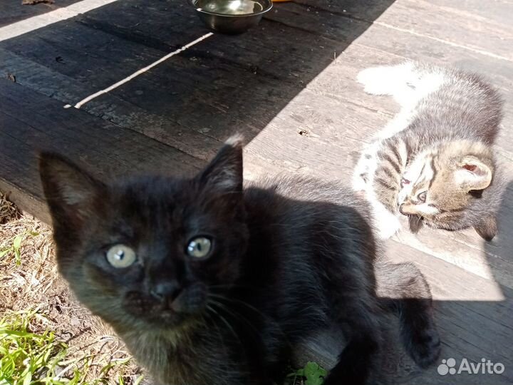 Черный котенок от мышеловки