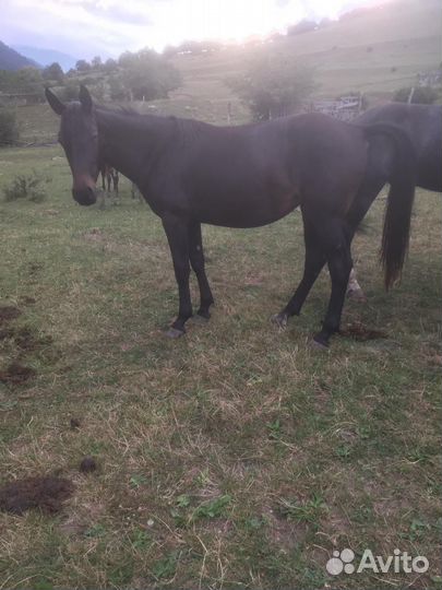 Карачаевские кобылки