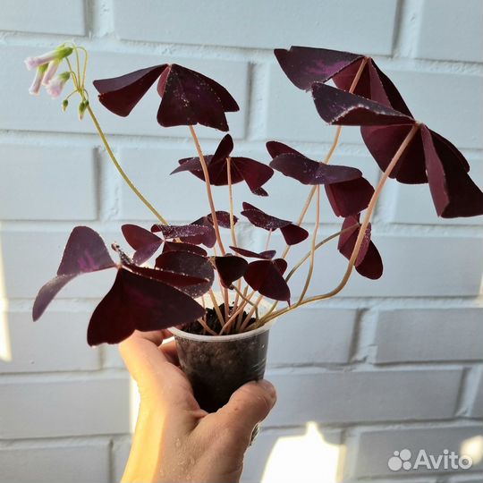 Кислица оксалис, маранта триколор, пилея норфолк