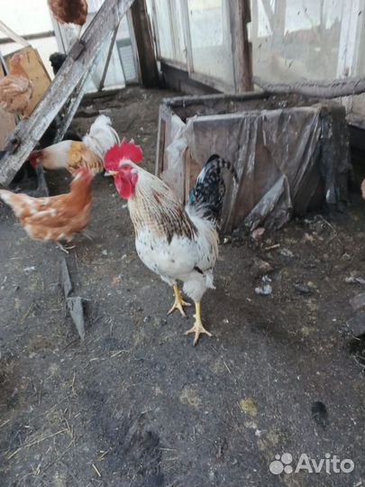 Продаю петухов