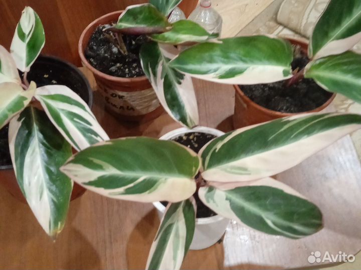 Строманта триколор