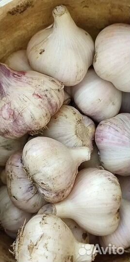 Озимый чеснок (на еду, на семена)