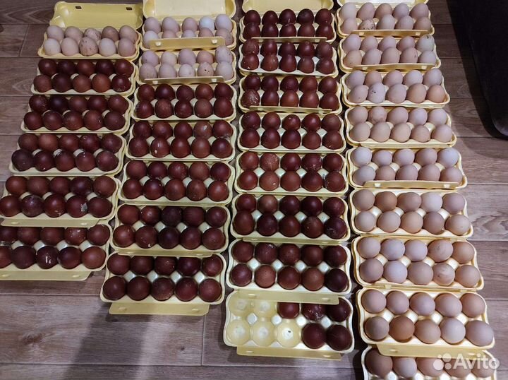 Маран Билефельдер Австролорп