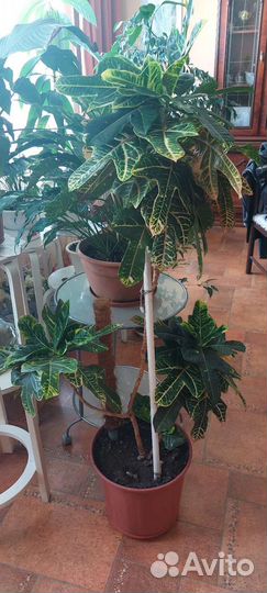 Манго, кротон