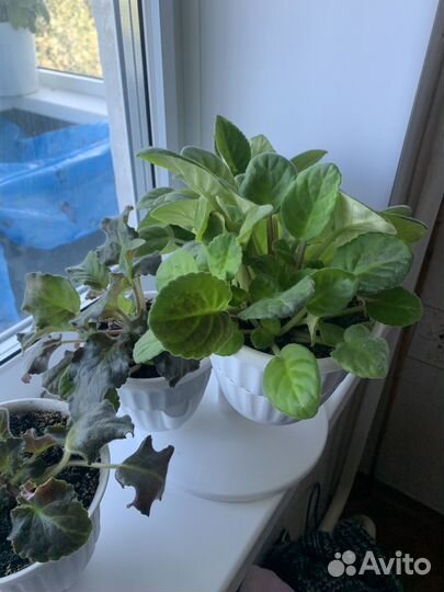 Фиалка в горшках