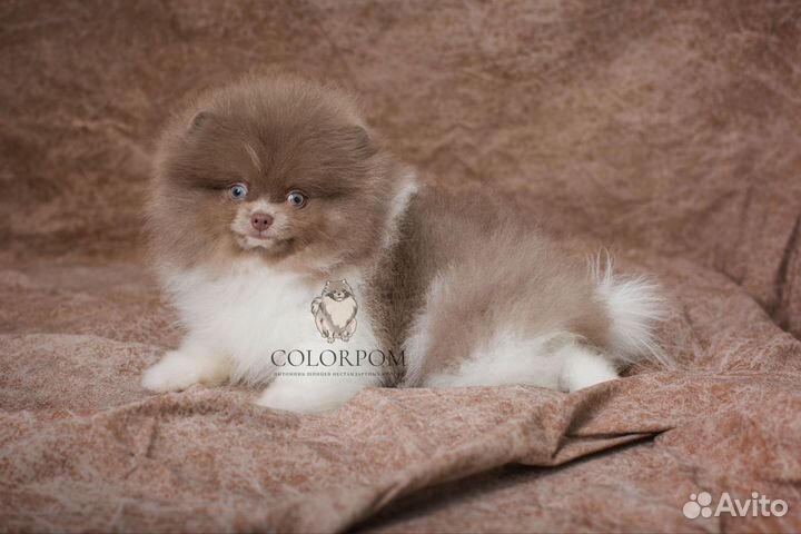 Померанский шпиц