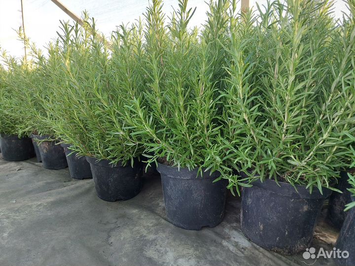 Декоративные кустарники