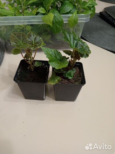 Бегония беллекония шардоне