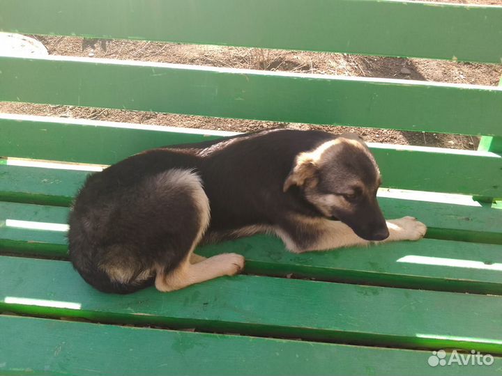 Собака в добрые руки