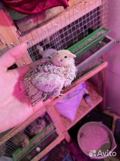 Яйца перепелиные инкубационное перепела тушки