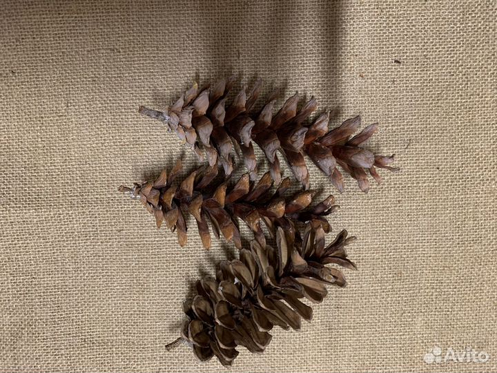 Набор шишек, желудей для декора и творчества