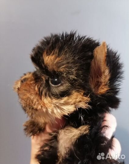 Йоркширский терьер