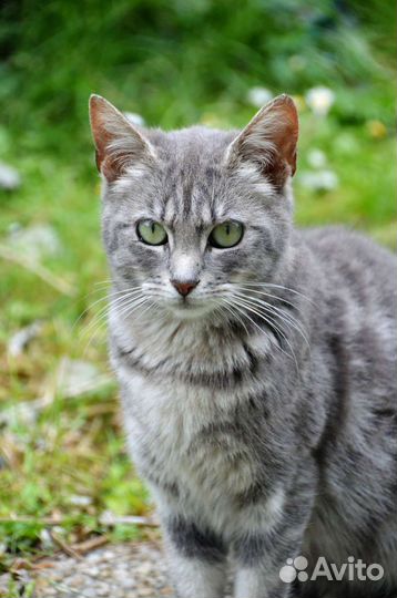 Лечение животных