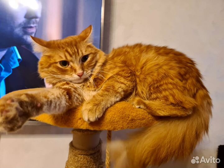 Бесподобный кот
