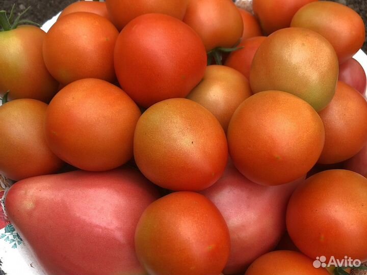 Помидоры домашние