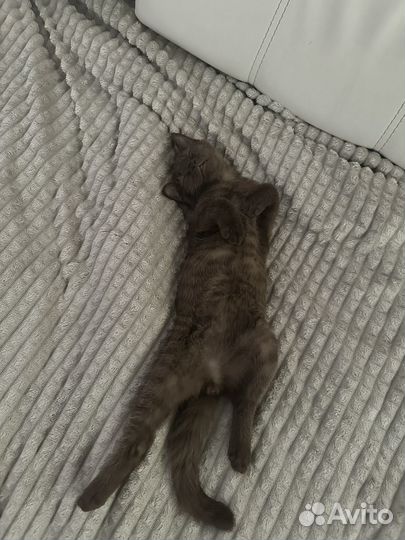 Шотландский кот