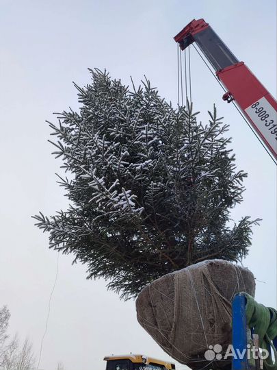 Ель крупномеры посадка и продажа