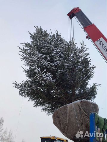 Ель крупномеры посадка и продажа