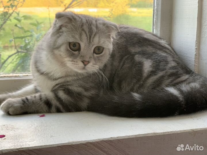 Шотландский вислоухий кот вязка