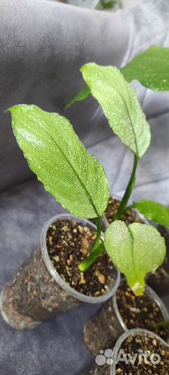 Спатифиллум Спил милк Гофра