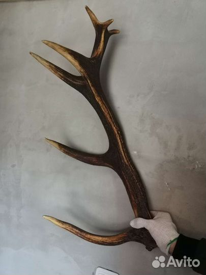 Рога оленя