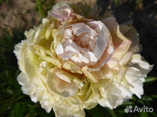 Пионы для осенней посадки (корни)