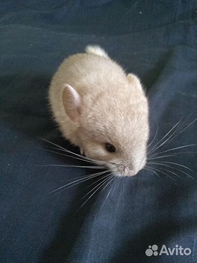 Шиншиллы Бархатная пастель