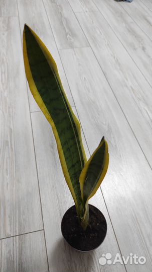 Сансевиерия Футура Суперба