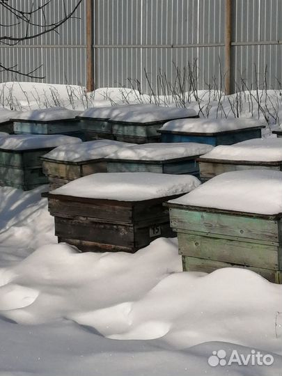 Продам семьи пчел