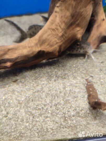 Синодонтис сом