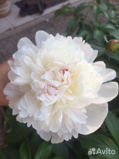 Сортовые пионы