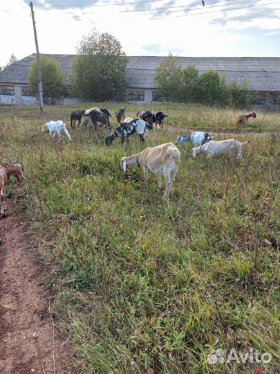 Козы англо-нубийские дойные и не только