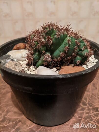Кактус Цереус кристатная форма