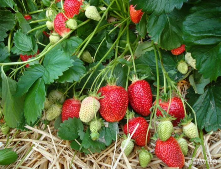 Саженцы клубники