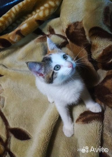 Трёхцветное счастье (г. Тула)