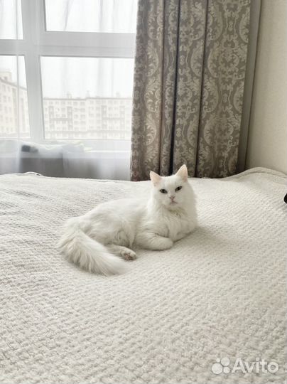 Передержка домашних кошек