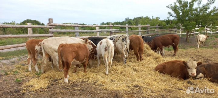 Быки сементалы
